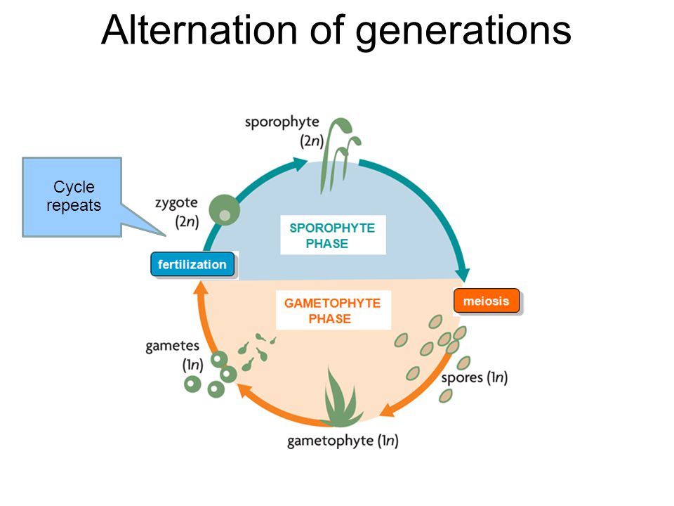 Alternation of generations Sperm & egg create diploid zygote (sporophyte stage restarts)