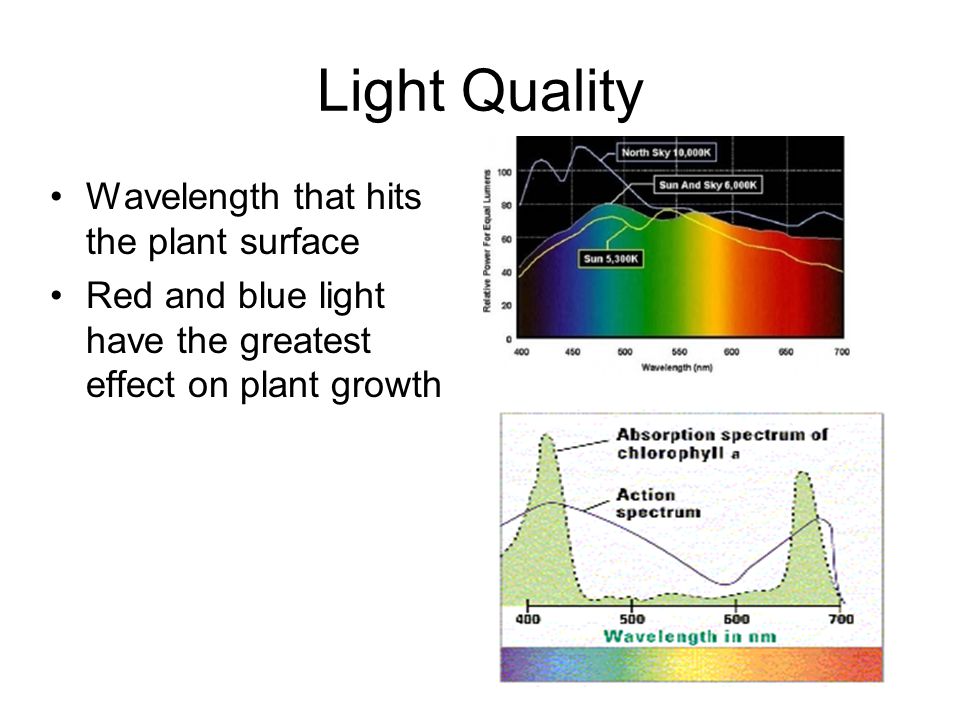 Light Quality Wavelength that hits the plant surface Red and blue light have the greatest effect on plant growth