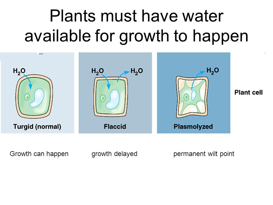 Plants must have water available for growth to happen Growth can happengrowth delayedpermanent wilt point