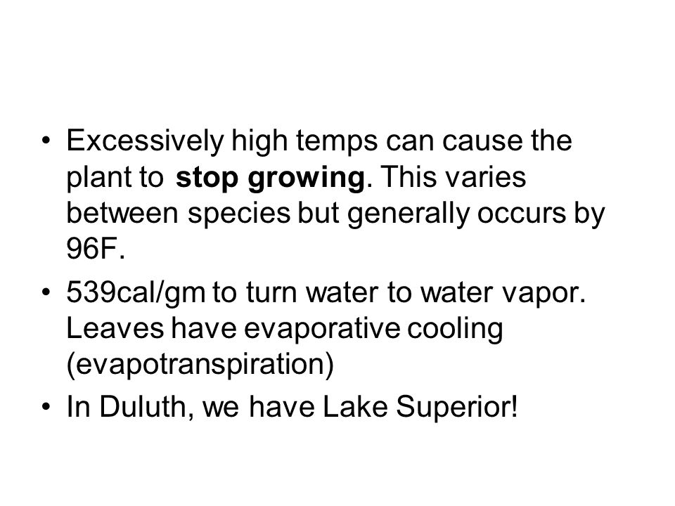 Excessively high temps can cause the plant to stop growing.