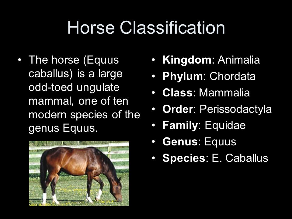 All About Horses Mrs. Gilbreath. Horse Classification The horse (Equus  caballus) is a large odd-toed ungulate mammal, one of ten modern species of  the. - ppt download