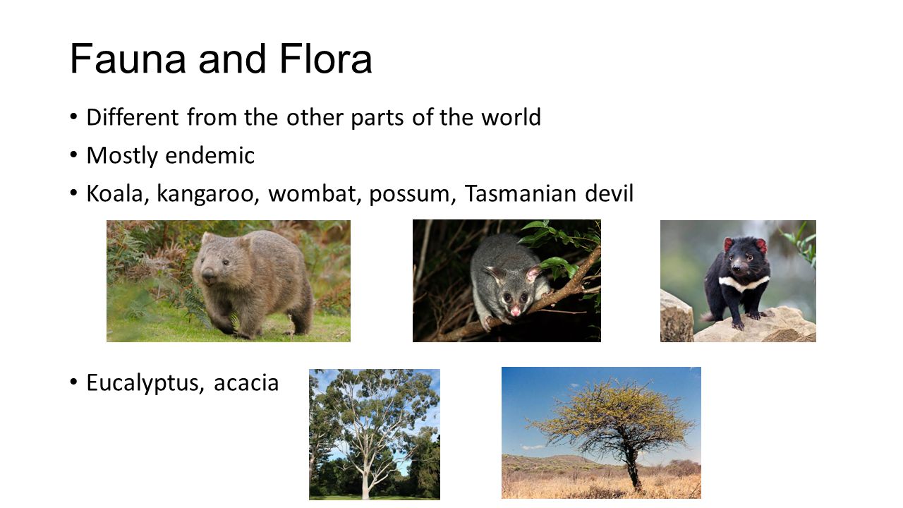 Fauna and Flora Different from the other parts of the world Mostly endemic Koala, kangaroo, wombat, possum, Tasmanian devil Eucalyptus, acacia
