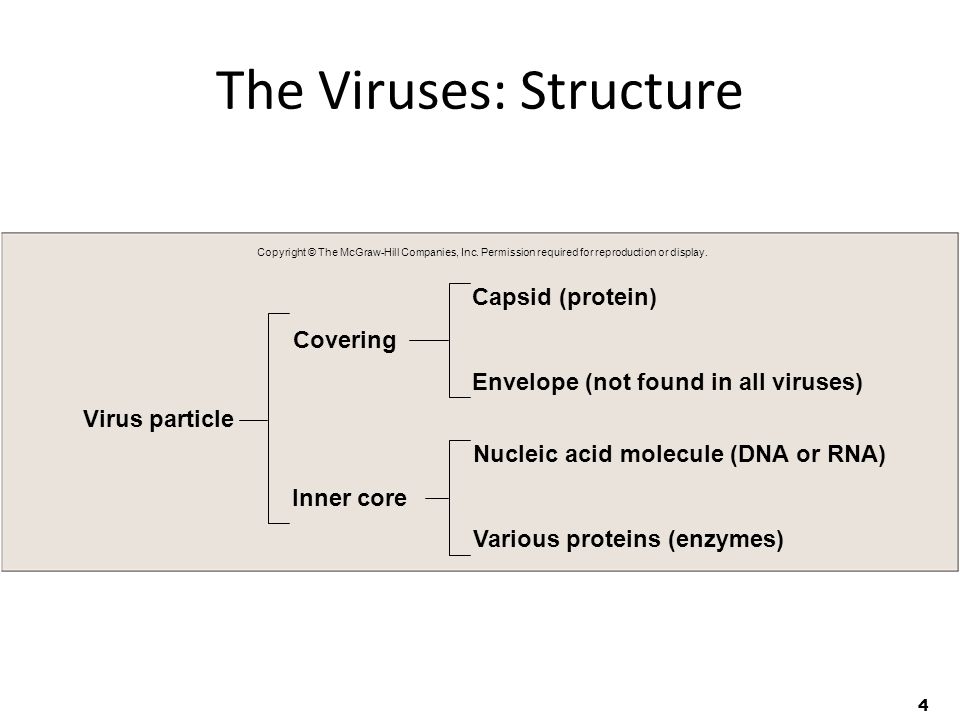 4 The Viruses: Structure Covering Inner core Capsid (protein) Envelope (not found in all viruses) Virus particle Nucleic acid molecule (DNA or RNA) Various proteins (enzymes) Copyright © The McGraw-Hill Companies, Inc.