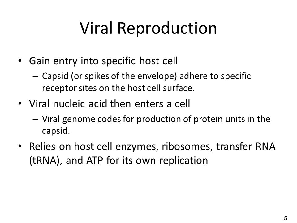 5 Viral Reproduction Gain entry into specific host cell – Capsid (or spikes of the envelope) adhere to specific receptor sites on the host cell surface.