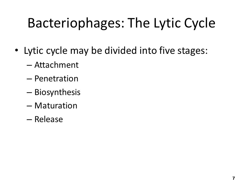 7 Bacteriophages: The Lytic Cycle Lytic cycle may be divided into five stages: – Attachment – Penetration – Biosynthesis – Maturation – Release