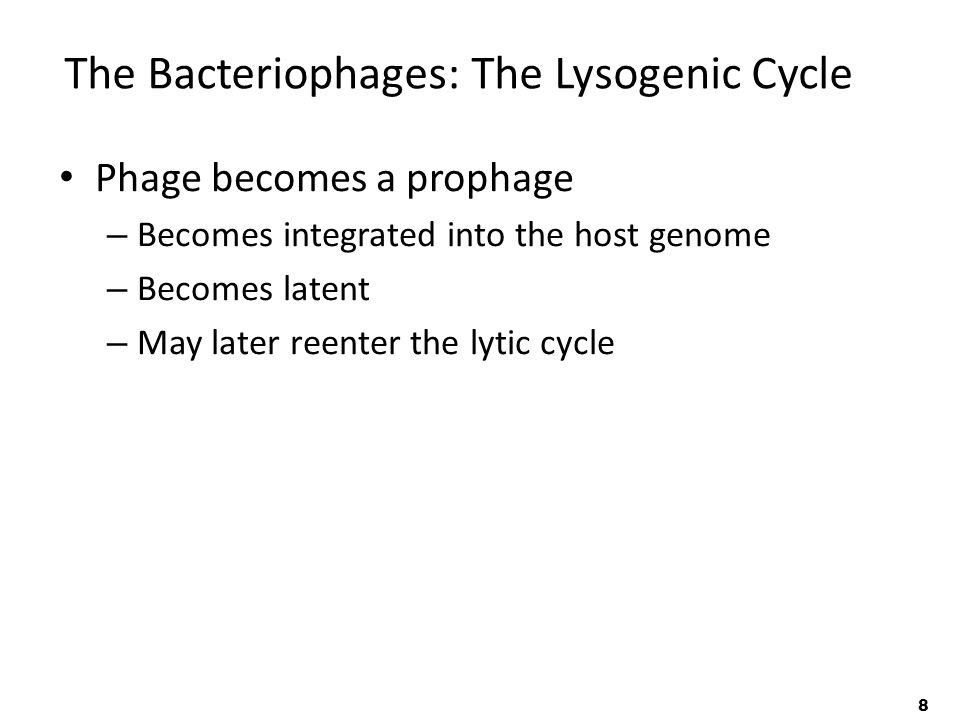 8 The Bacteriophages: The Lysogenic Cycle Phage becomes a prophage – Becomes integrated into the host genome – Becomes latent – May later reenter the lytic cycle