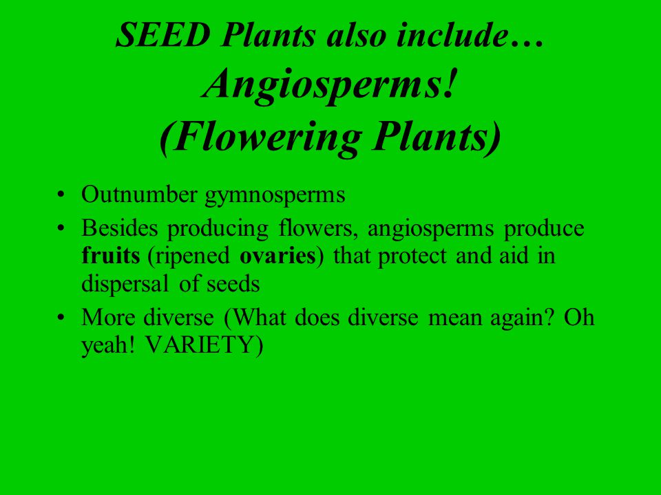 SEED Plants also include… Angiosperms.