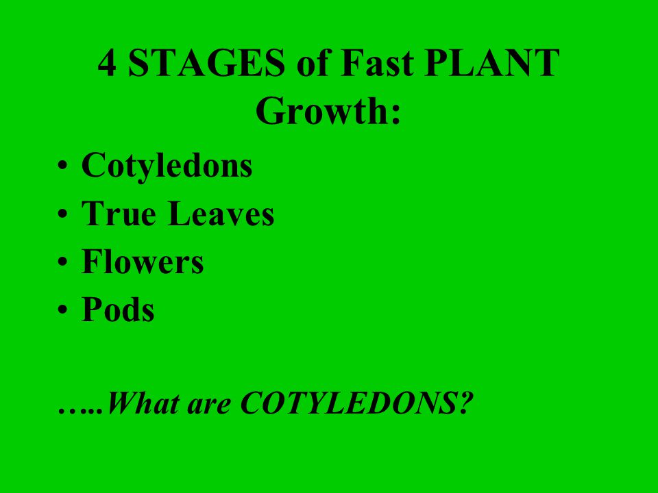 4 STAGES of Fast PLANT Growth: Cotyledons True Leaves Flowers Pods …..What are COTYLEDONS