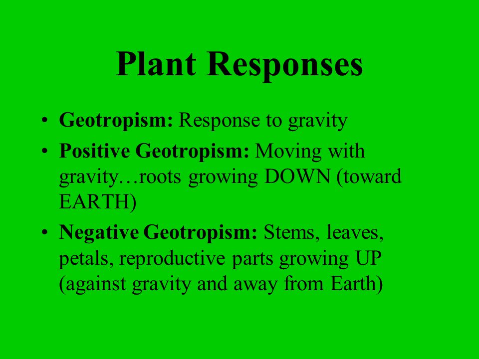 Plant Responses Geotropism: Response to gravity Positive Geotropism: Moving with gravity…roots growing DOWN (toward EARTH) Negative Geotropism: Stems, leaves, petals, reproductive parts growing UP (against gravity and away from Earth)