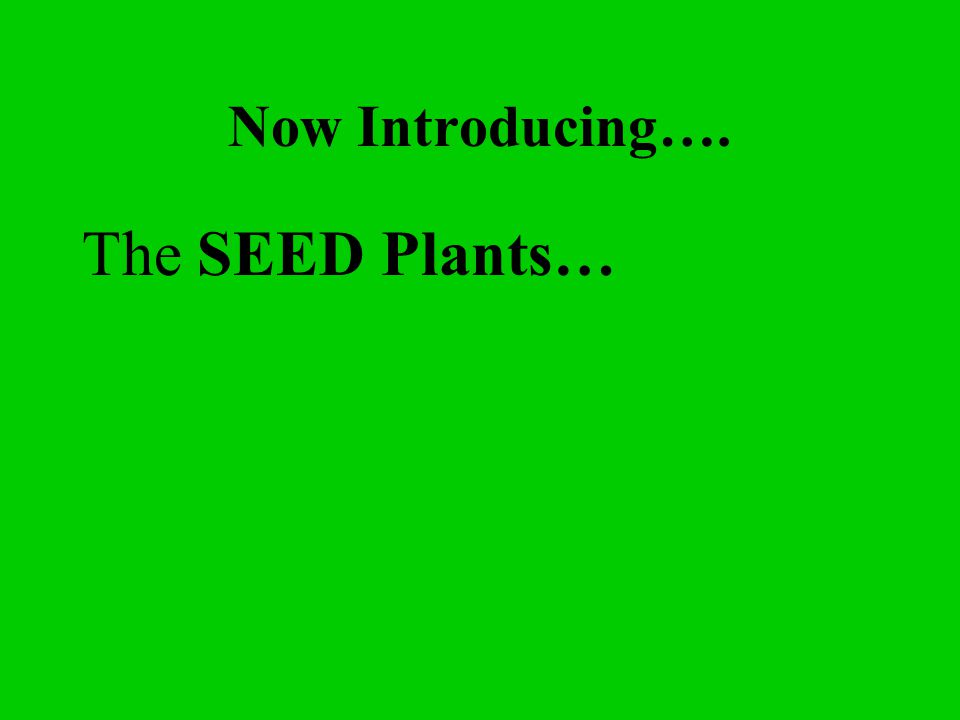 Now Introducing…. The SEED Plants…