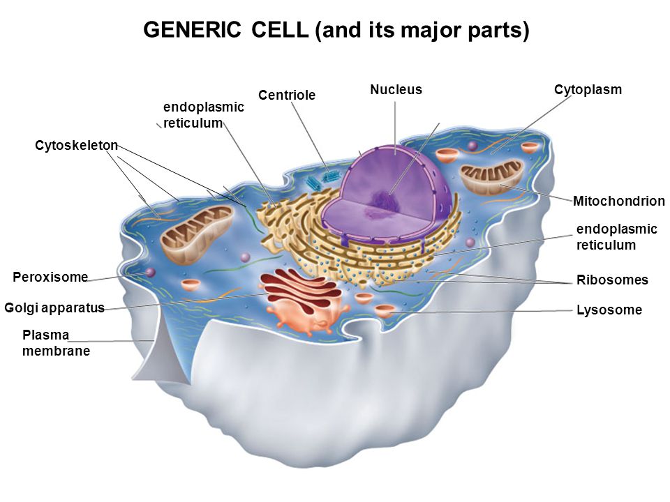 The Generic Cell The major parts of the cell include Plasma membrane —the  outer boundary of the cell Nucleus—contains and protects DNA (genetic  information. - ppt download