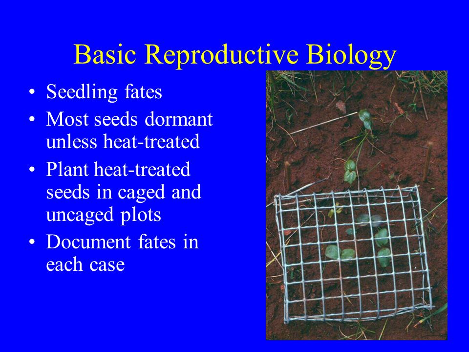 Basic Reproductive Biology Seedling fates Most seeds dormant unless heat-treated Plant heat-treated seeds in caged and uncaged plots Document fates in each case