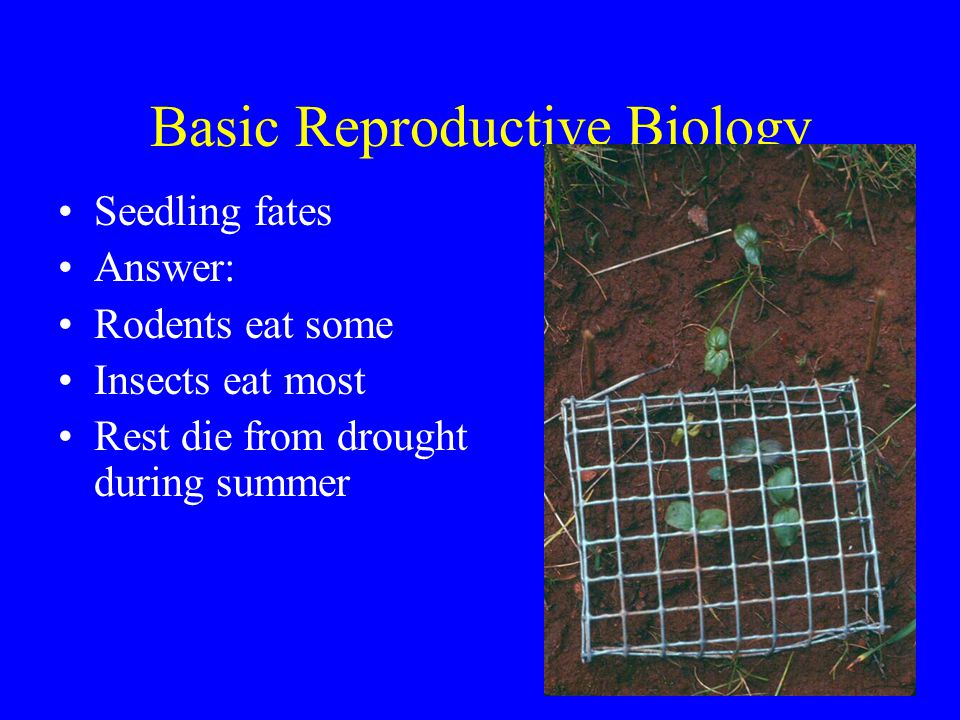 Basic Reproductive Biology Seedling fates Answer: Rodents eat some Insects eat most Rest die from drought during summer