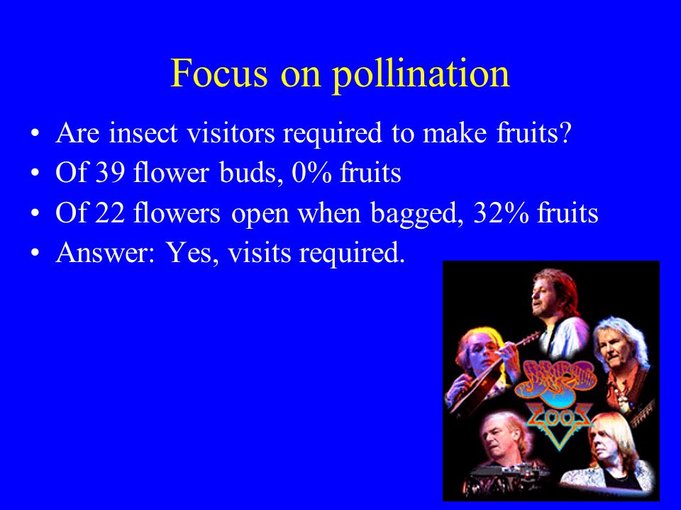 Focus on pollination Are insect visitors required to make fruits.
