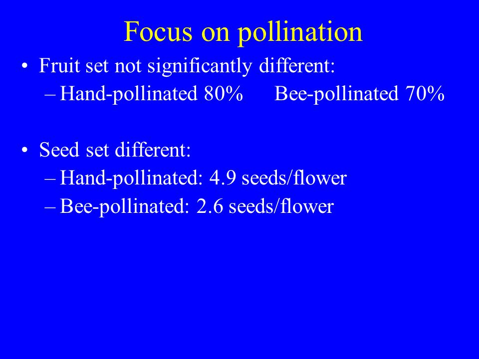 Focus on pollination Fruit set not significantly different: –Hand-pollinated 80% Bee-pollinated 70% Seed set different: –Hand-pollinated: 4.9 seeds/flower –Bee-pollinated: 2.6 seeds/flower