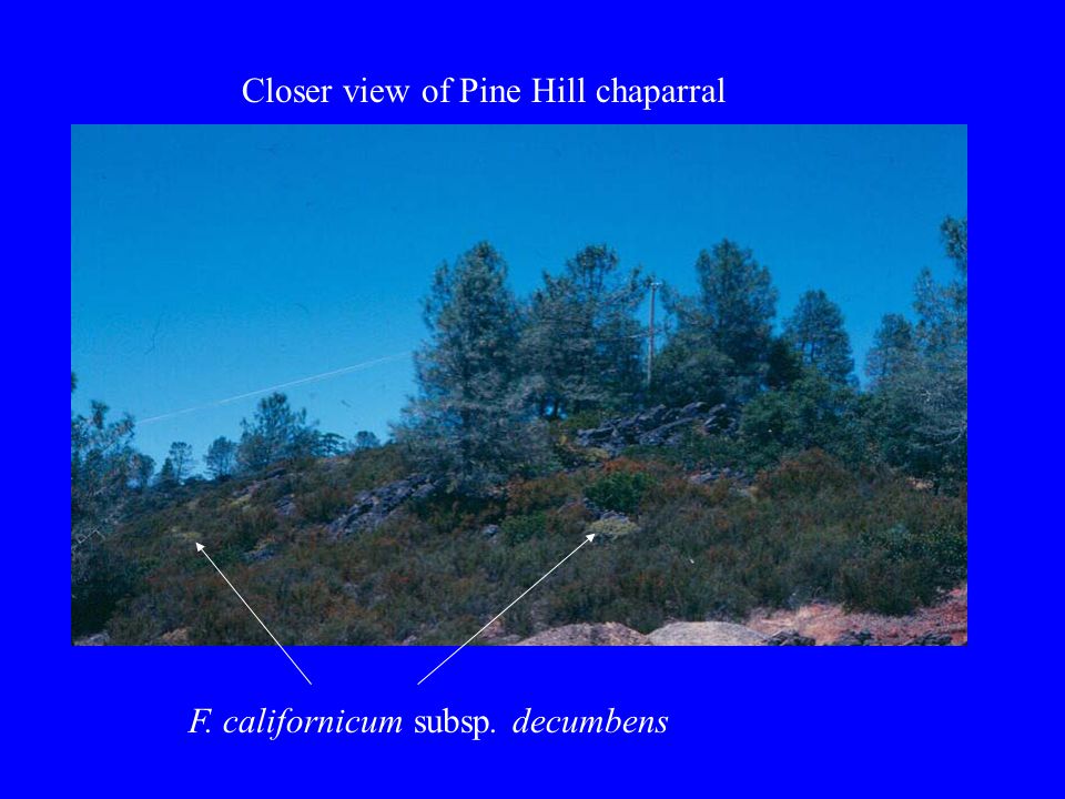 Closer view of Pine Hill chaparral F. californicum subsp. decumbens