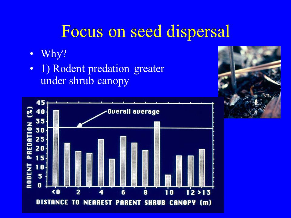 Focus on seed dispersal Why 1) Rodent predation greater under shrub canopy