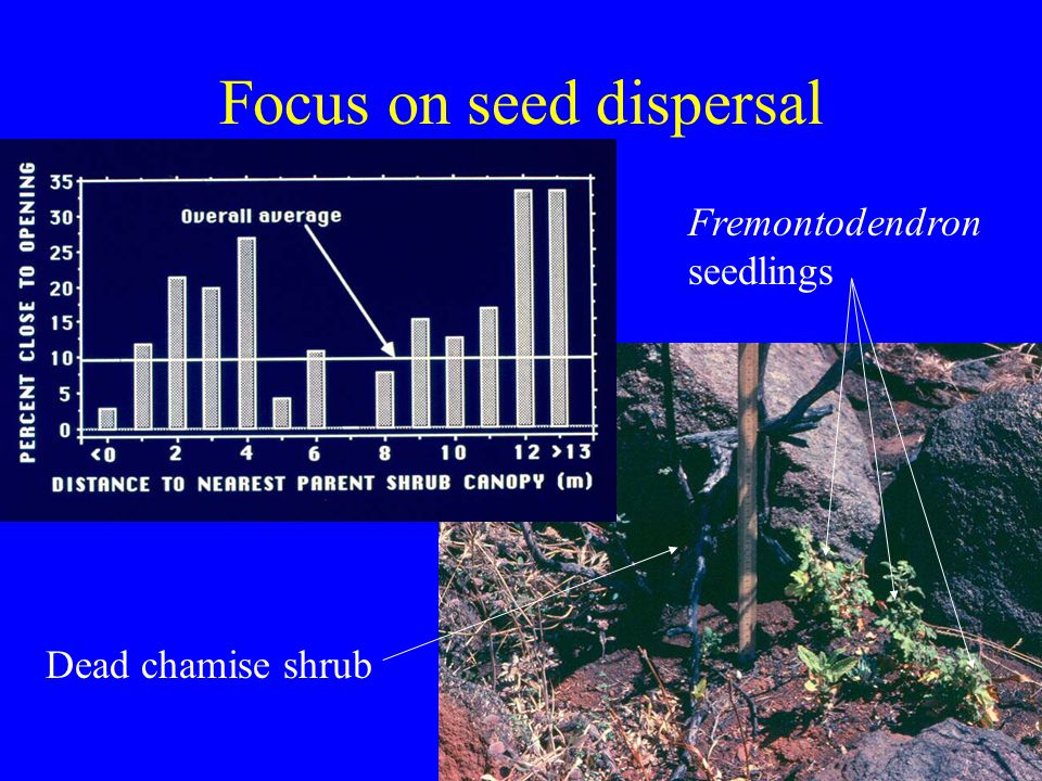 Focus on seed dispersal Dead chamise shrub Fremontodendron seedlings