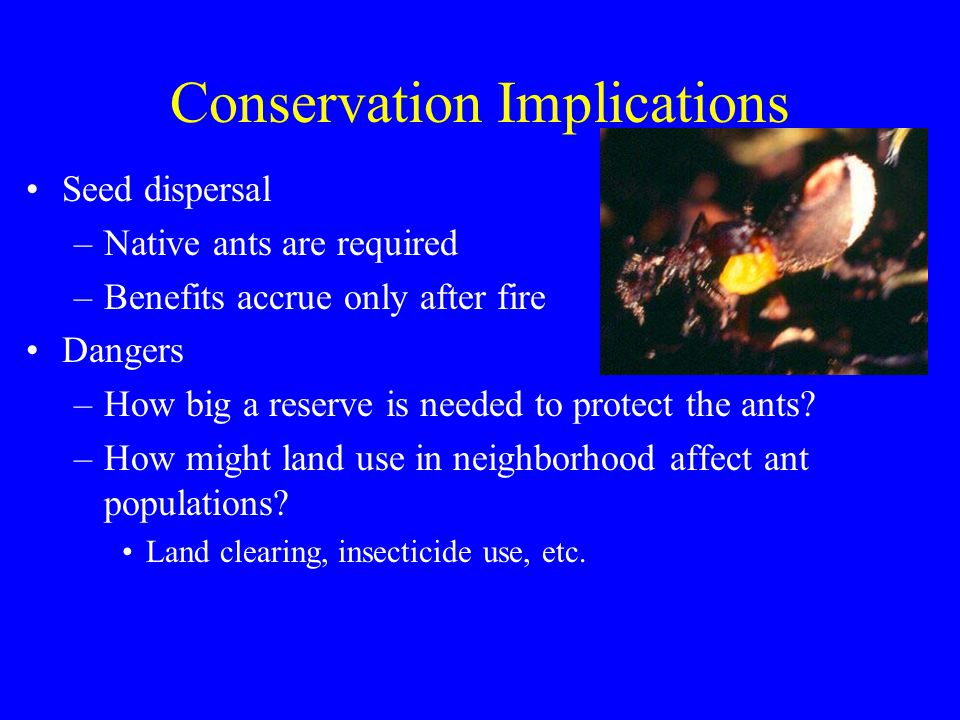 Conservation Implications Seed dispersal –Native ants are required –Benefits accrue only after fire Dangers –How big a reserve is needed to protect the ants.