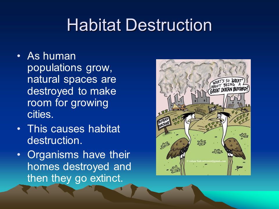 Habitat Destruction As human populations grow, natural spaces are destroyed to make room for growing cities.