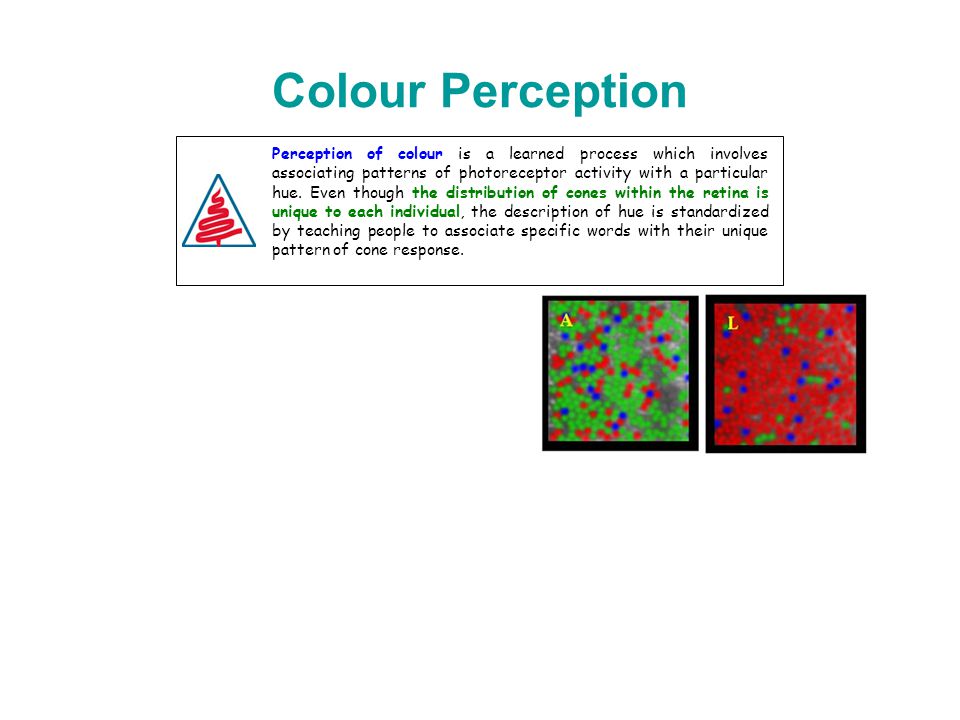 Perception of colour is a learned process which involves associating patterns of photoreceptor activity with a particular hue.