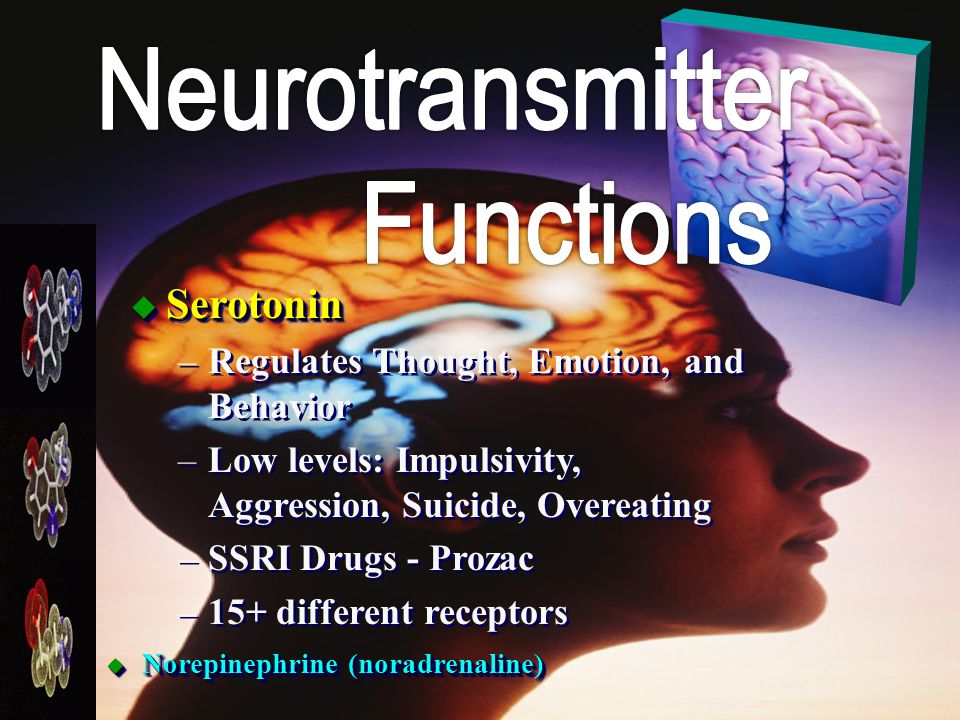 u Norepinephrine (noradrenaline) Norepinephrine (noradrenaline) Norepinephrine (noradrenaline) u Norepinephrine (noradrenaline) Norepinephrine (noradrenaline) Norepinephrine (noradrenaline) u Serotonin Serotonin –Regulates Thought, Emotion, and BehaviorRegulates Thought, Emotion, and Behavior –Low levels: Impulsivity, Aggression, Suicide, OvereatingLow levels: Impulsivity, Aggression, Suicide, Overeating –SSRI Drugs - ProzacSSRI Drugs - Prozac –15+ different receptors15+ different receptors u Serotonin Serotonin –Regulates Thought, Emotion, and BehaviorRegulates Thought, Emotion, and Behavior –Low levels: Impulsivity, Aggression, Suicide, OvereatingLow levels: Impulsivity, Aggression, Suicide, Overeating –SSRI Drugs - ProzacSSRI Drugs - Prozac –15+ different receptors15+ different receptors