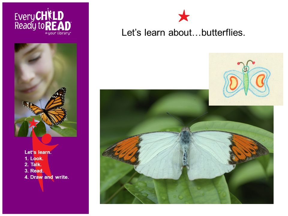Let’s learn about…butterflies. Let‘s learn. 1. Look. 2. Talk. 3. Read. 4. Draw and write.
