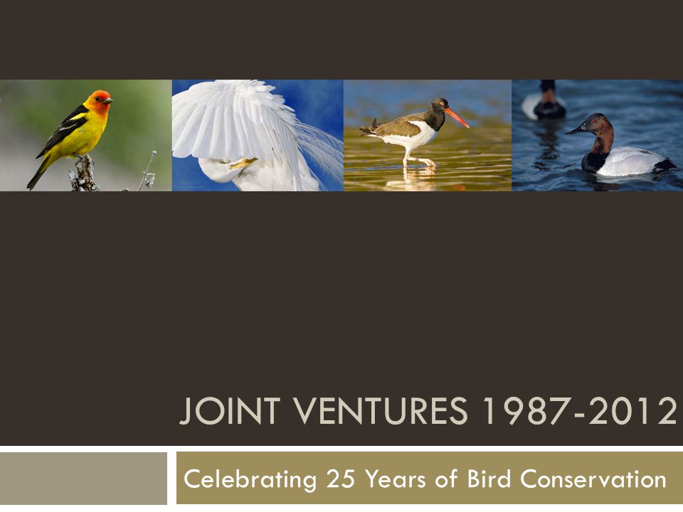 JOINT VENTURES Celebrating 25 Years of Bird Conservation