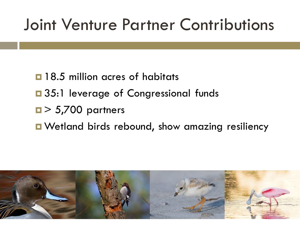 Joint Venture Partner Contributions  18.5 million acres of habitats  35:1 leverage of Congressional funds  > 5,700 partners  Wetland birds rebound, show amazing resiliency