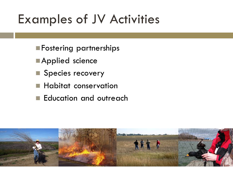 Examples of JV Activities Fostering partnerships Applied science Species recovery Habitat conservation Education and outreach