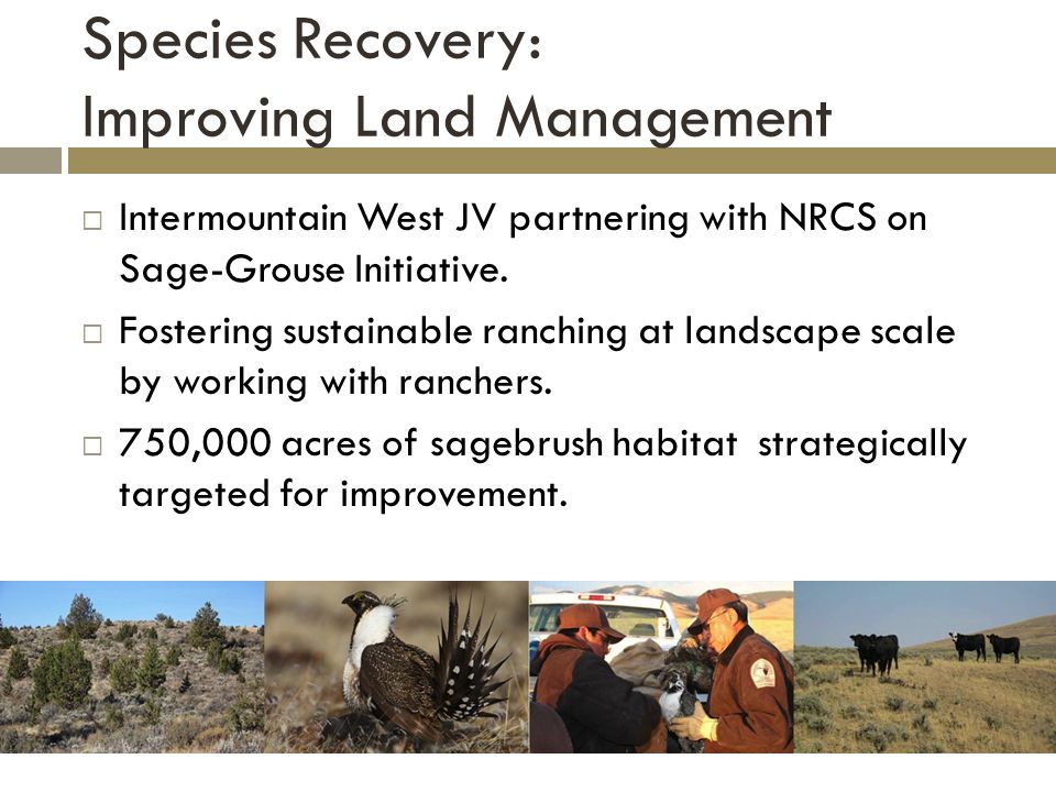 Species Recovery: Improving Land Management  Intermountain West JV partnering with NRCS on Sage-Grouse Initiative.