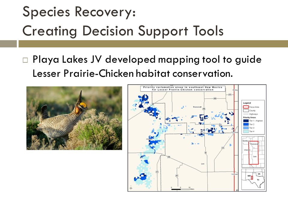 Species Recovery: Creating Decision Support Tools  Playa Lakes JV developed mapping tool to guide Lesser Prairie-Chicken habitat conservation.