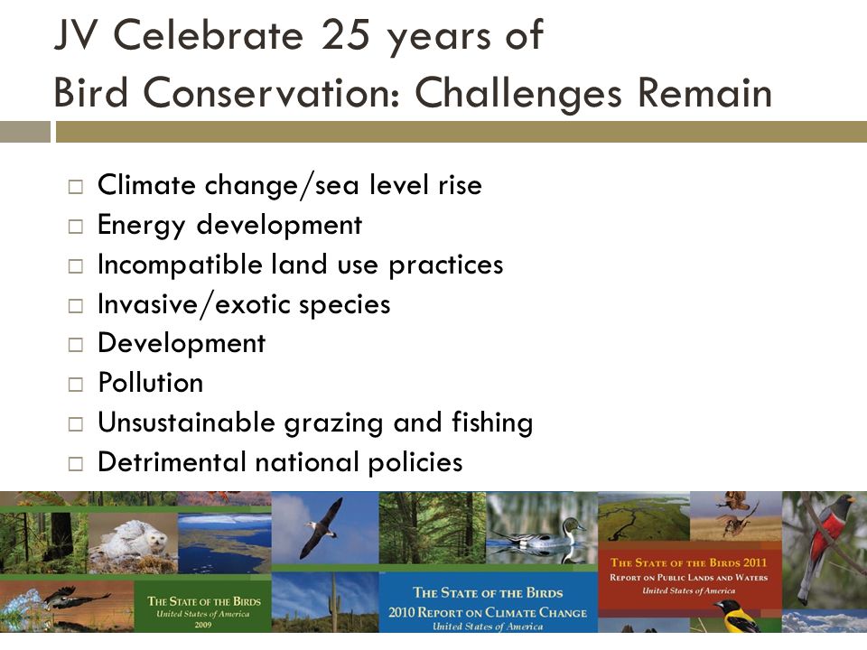 JV Celebrate 25 years of Bird Conservation: Challenges Remain  Climate change/sea level rise  Energy development  Incompatible land use practices  Invasive/exotic species  Development  Pollution  Unsustainable grazing and fishing  Detrimental national policies Insert STOB report covers