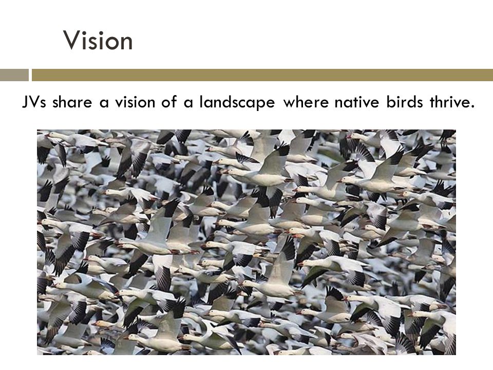 Vision JVs share a vision of a landscape where native birds thrive.