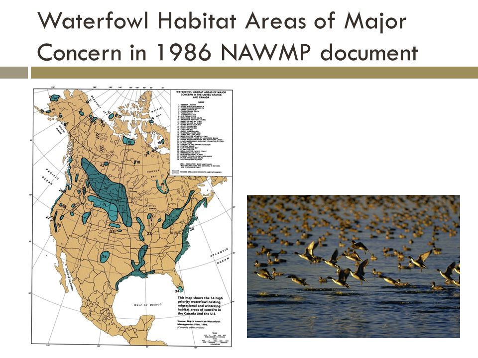 Waterfowl Habitat Areas of Major Concern in 1986 NAWMP document