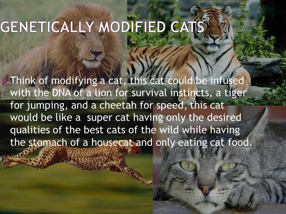  Think of modifying a cat, this cat could be infused with the DNA of a lion for survival instincts, a tiger for jumping, and a cheetah for speed, this cat would be like a super cat having only the desired qualities of the best cats of the wild while having the stomach of a housecat and only eating cat food.