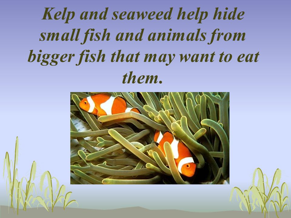 Kelp and seaweed help hide small fish and animals from bigger fish that may want to eat them.