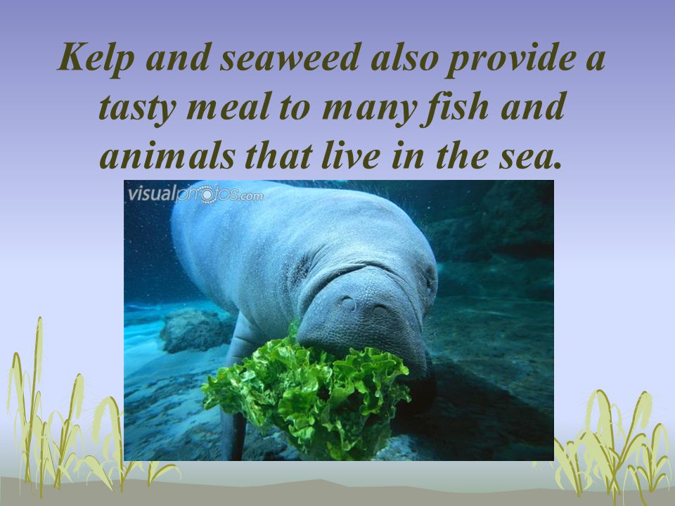 Kelp and seaweed also provide a tasty meal to many fish and animals that live in the sea.