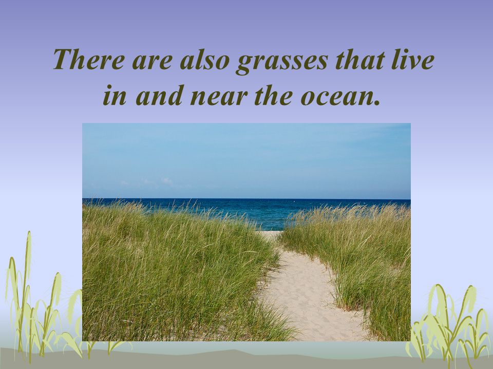 There are also grasses that live in and near the ocean.