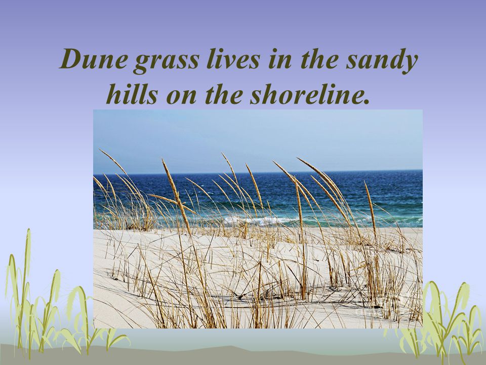 Dune grass lives in the sandy hills on the shoreline.