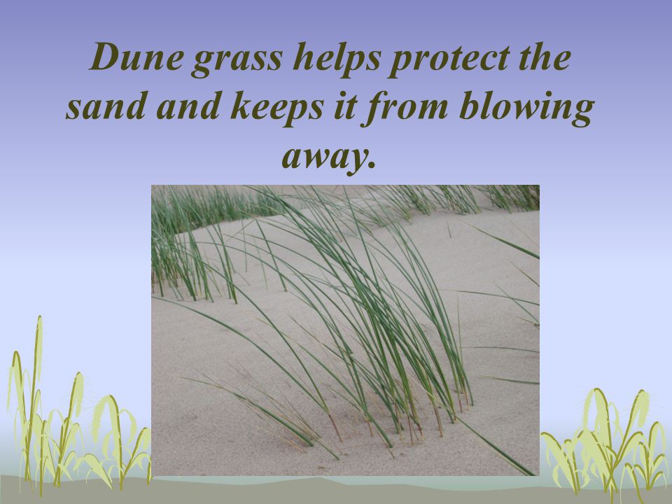 Dune grass helps protect the sand and keeps it from blowing away.
