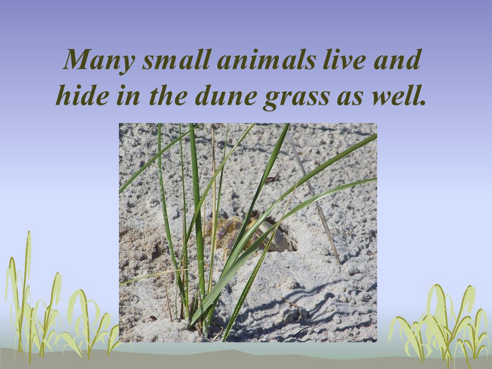 Many small animals live and hide in the dune grass as well.