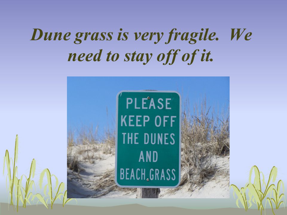 Dune grass is very fragile. We need to stay off of it.