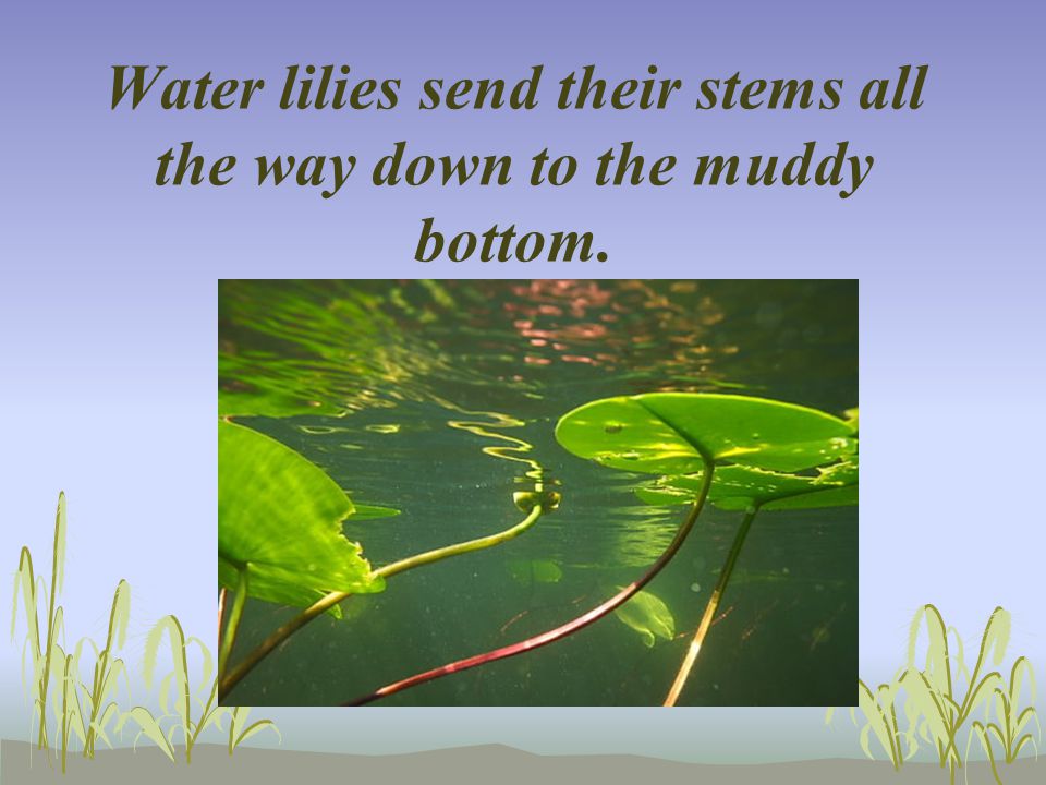 Water lilies send their stems all the way down to the muddy bottom.