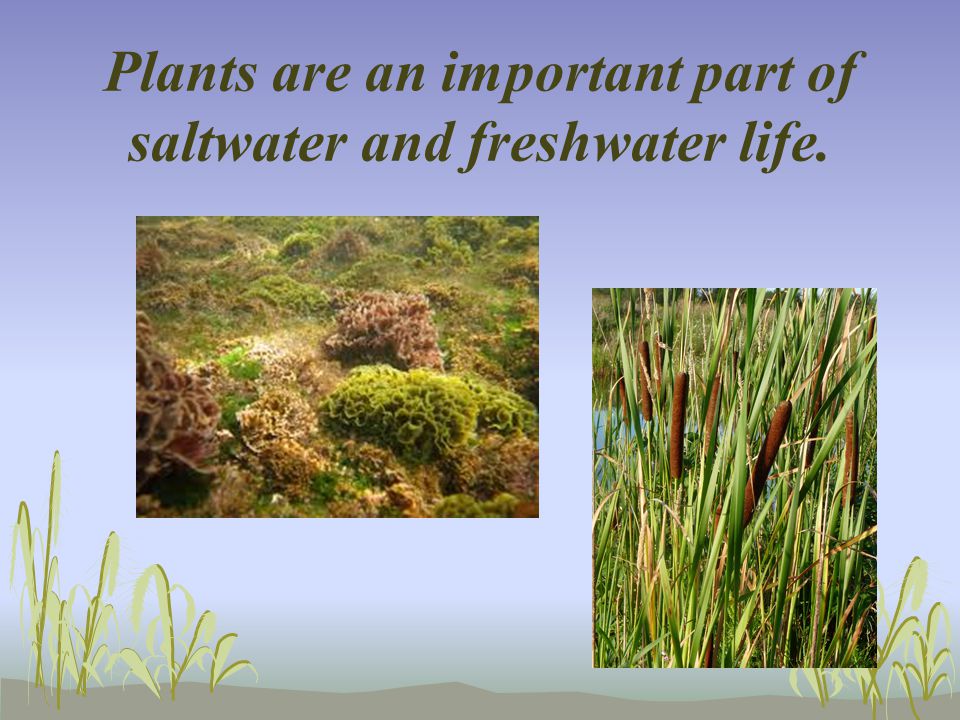 Plants are an important part of saltwater and freshwater life.