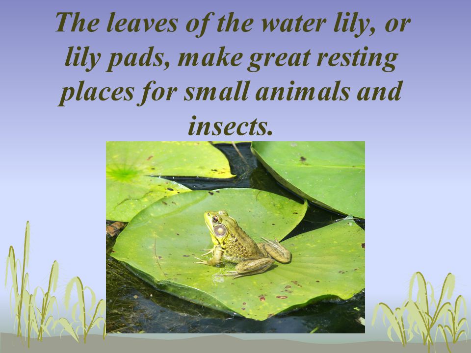 The leaves of the water lily, or lily pads, make great resting places for small animals and insects.