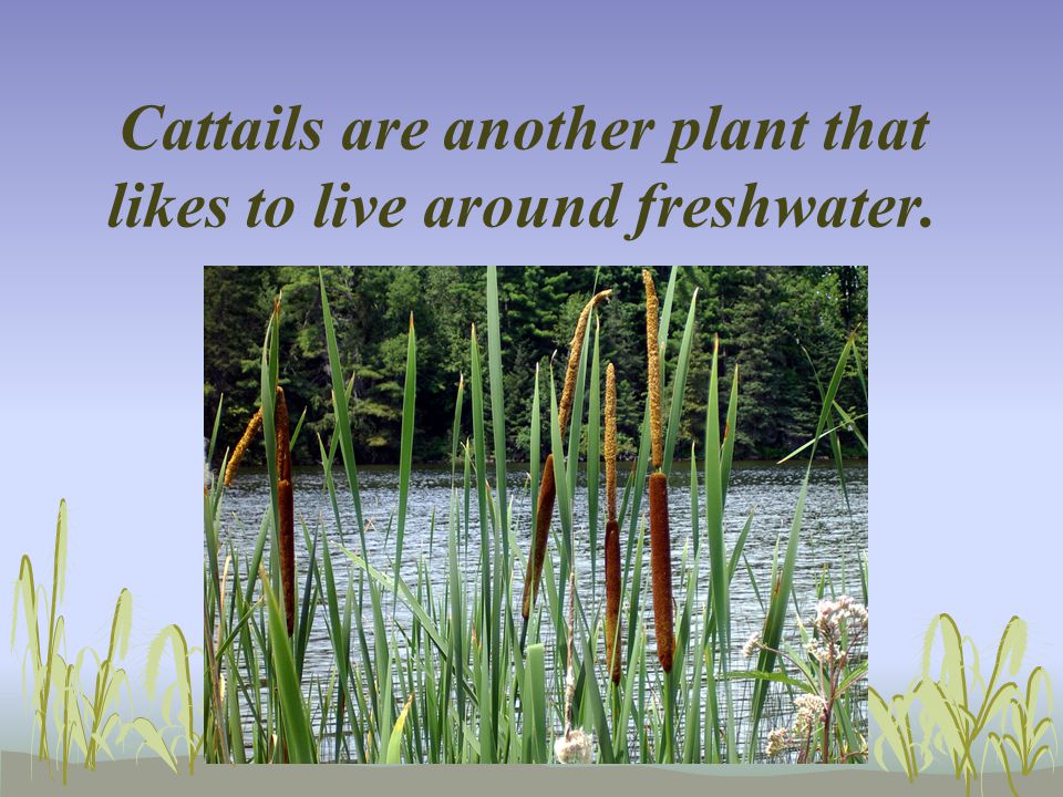 Cattails are another plant that likes to live around freshwater.