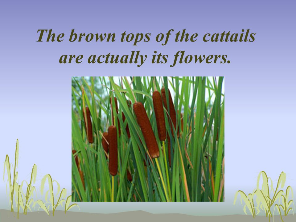 The brown tops of the cattails are actually its flowers.