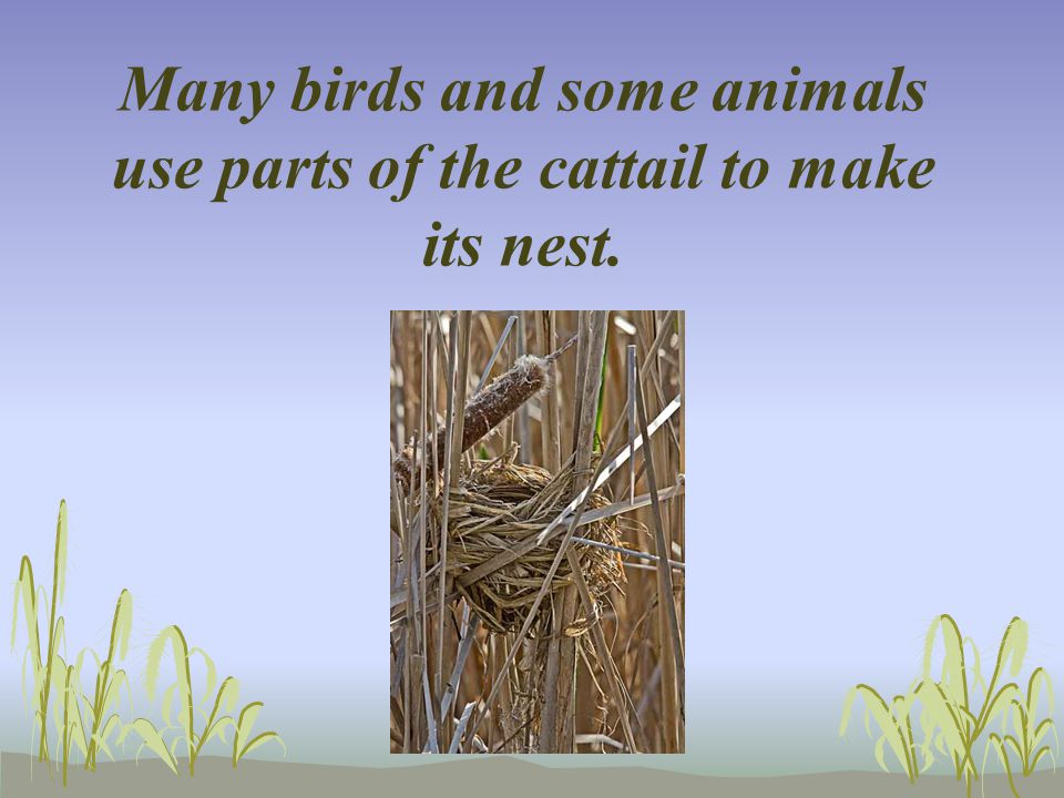 Many birds and some animals use parts of the cattail to make its nest.