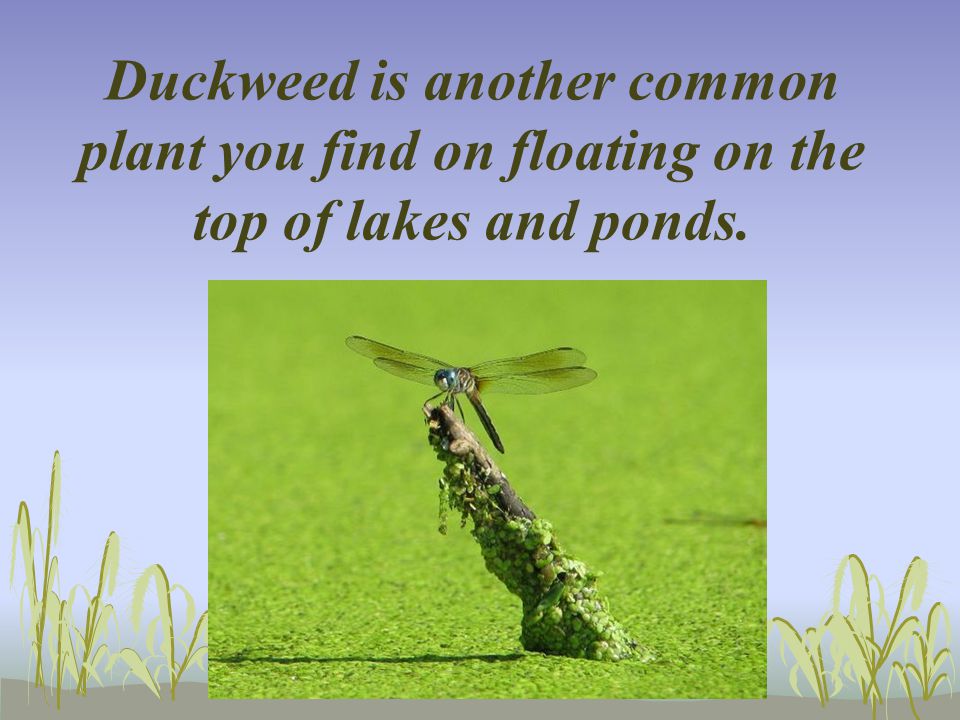 Duckweed is another common plant you find on floating on the top of lakes and ponds.